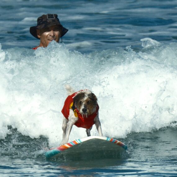 Max, a dog surfing