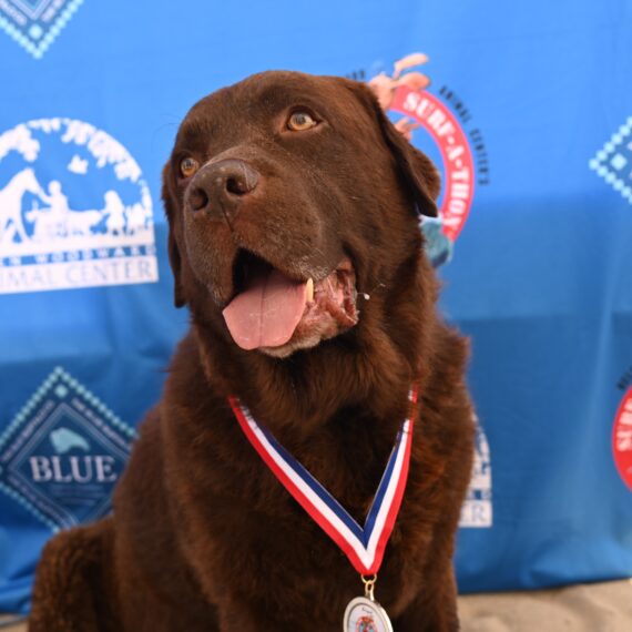 A dark brown dog sitting with tongue out