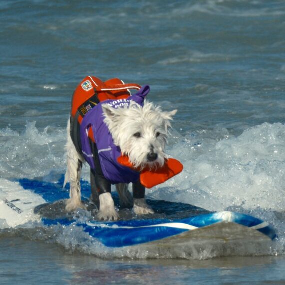 A white dog on a surfboard
