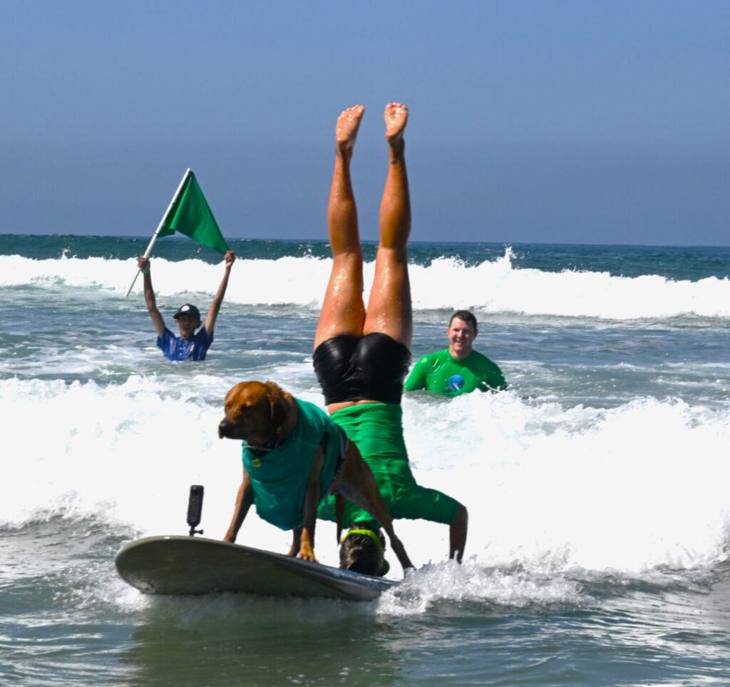 Ricky, a dog with his owner surfing