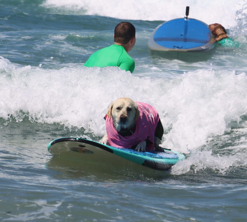 Rippin Rosie, a dog surfing