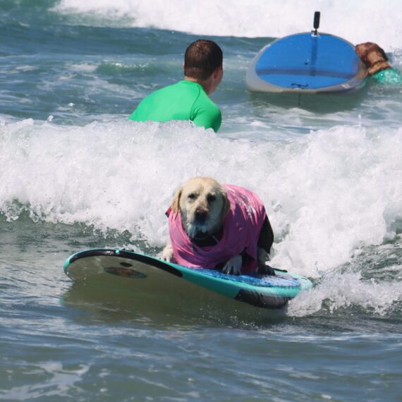 Rippin Rosie, a dog surfing