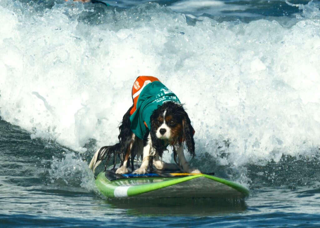 A dog, Sammy Jr surfing