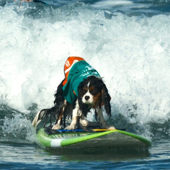 A dog, Sammy Jr surfing