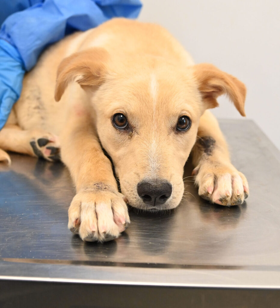 Blonde puppy laying on a table