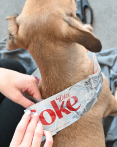 DIY Halloween Pet Costume Put Together- Soda