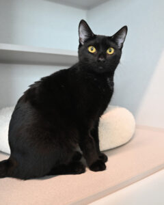 Black cat sitting in front of a bed