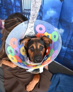 Final Look Fruit Loops DIY Pet Halloween Costume