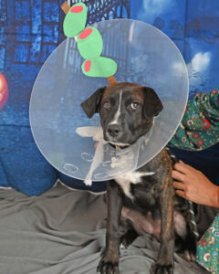 DIY Martini Glass Pet Halloween Costume