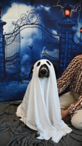 Easy DIY Halloween Pet Costume- Ghost