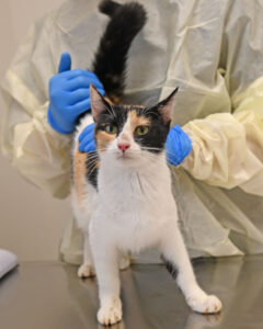 Follow the Litter Mom and 5 Baby Kittens 