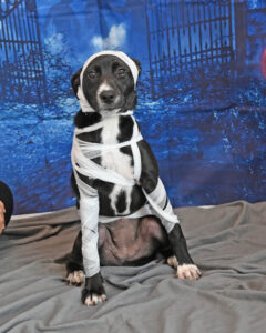 Dog as a Mummy for Halloween