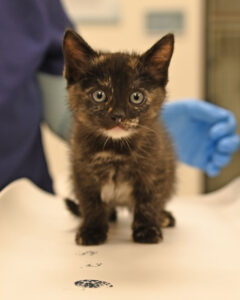Mom and Litter of 5 Baby Kittens 