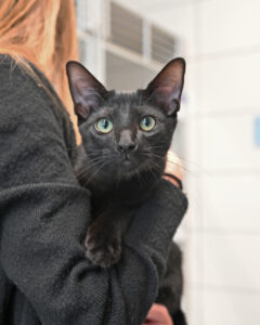 Black Cat Being Held in Arms 