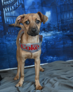 Easy DIY Pet Halloween Costume Final Look- Soda