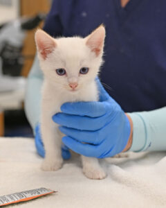 Mom with Litter of 5 Kittens 
