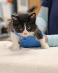 Mom and Litter of 5 Bay Kittens 