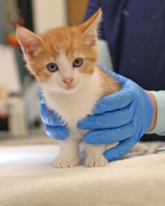 Mom and Litter of 5 Baby Kittens 