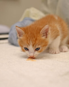 Follow the Litter Baby Kitten 5 Weeks Old