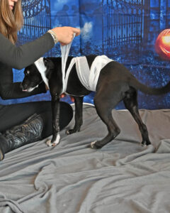 Wrapping Pet in Gauze for Mummy Costume