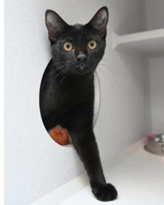 Black Cat Staring 