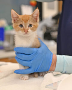 Mom and Litter of 5 Baby Kittens 
