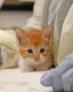 Follow the Litter Baby Kitten 5 Weeks Old