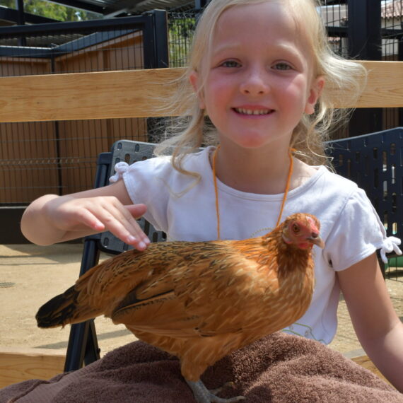 Girl petting a chicken