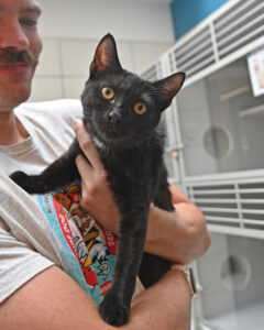 Black Cat Being Held in Arms