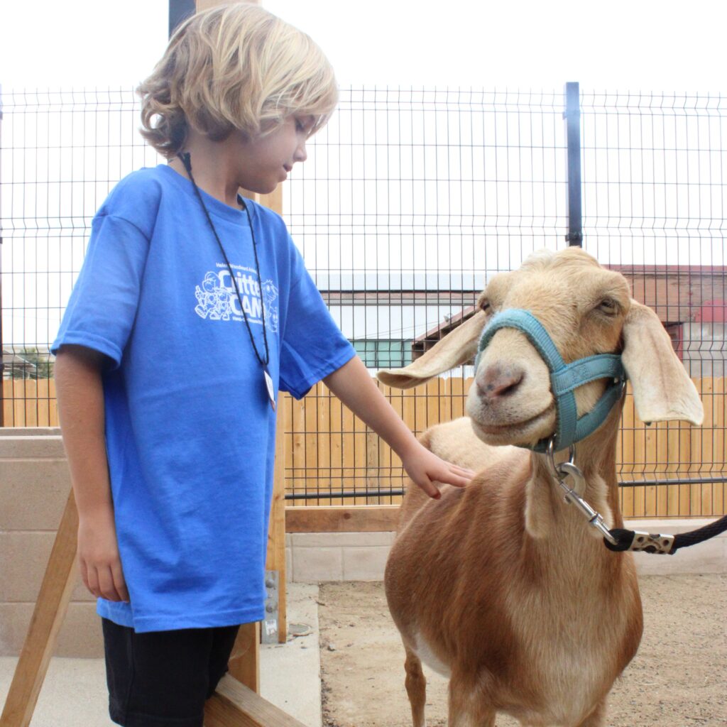 Young boy petting a goat
