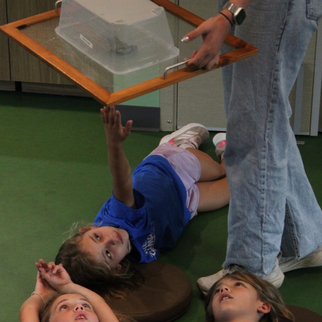 three girls lying on their backs looking up through a glass tray at a frog