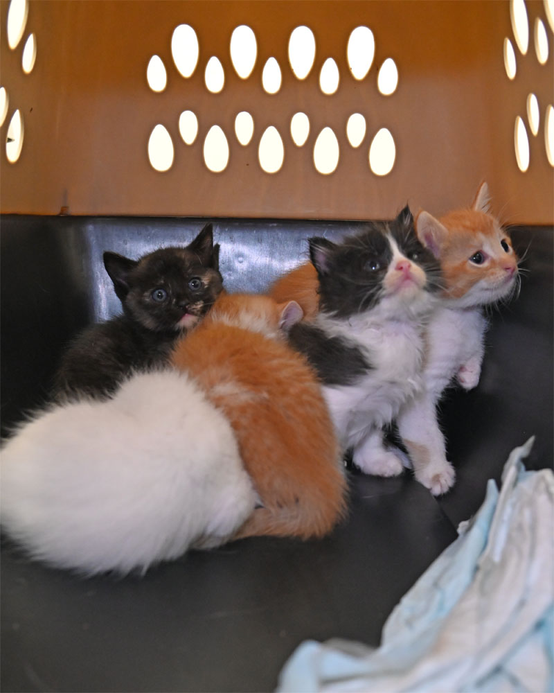 Follow the Litter- Feast and her Five Baies