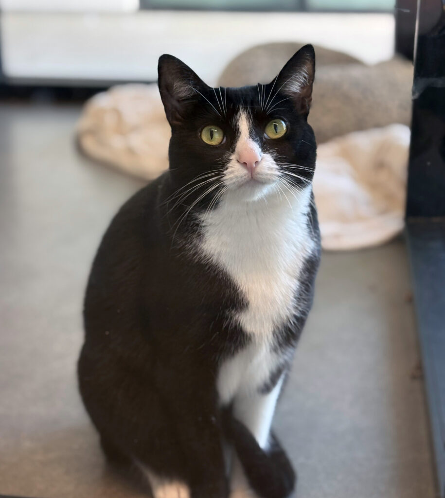 Tuxedo cat