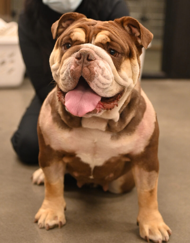 English bulldog sitting