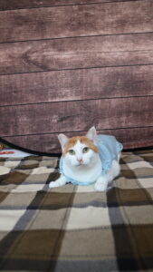 Cat in San Diego Wearing a Sweater 