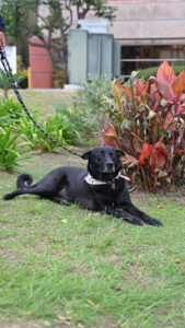 Dog Outside in San Diego 