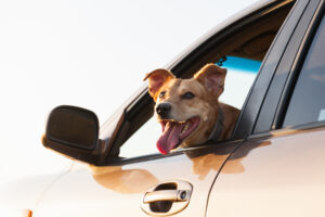 Dog in a car. Donate Your Car San Diego