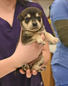 4 week old puppies in San Diego 