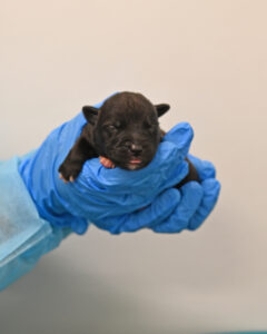 New Born Puppy in San Diego 