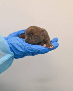 New Born Puppy in San Diego 