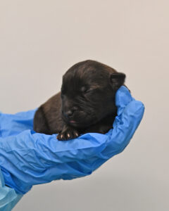 New Born Puppy in San Diego 