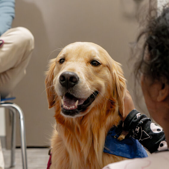 Dog looking happily at a camera