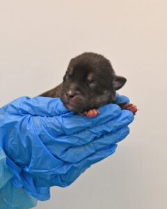 New Born Puppy in San Diego 