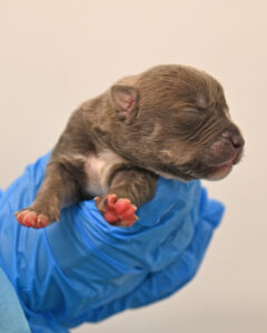 New Born Puppy in San Diego 