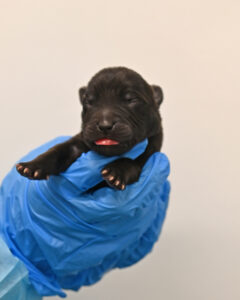 New Born Puppy in San Diego 
