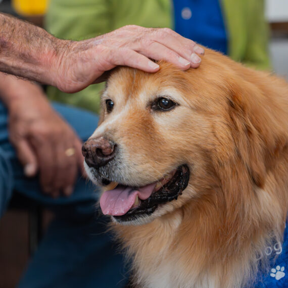Man's hand on a dogs head