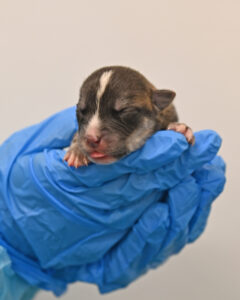 New Born Puppy in San Diego 