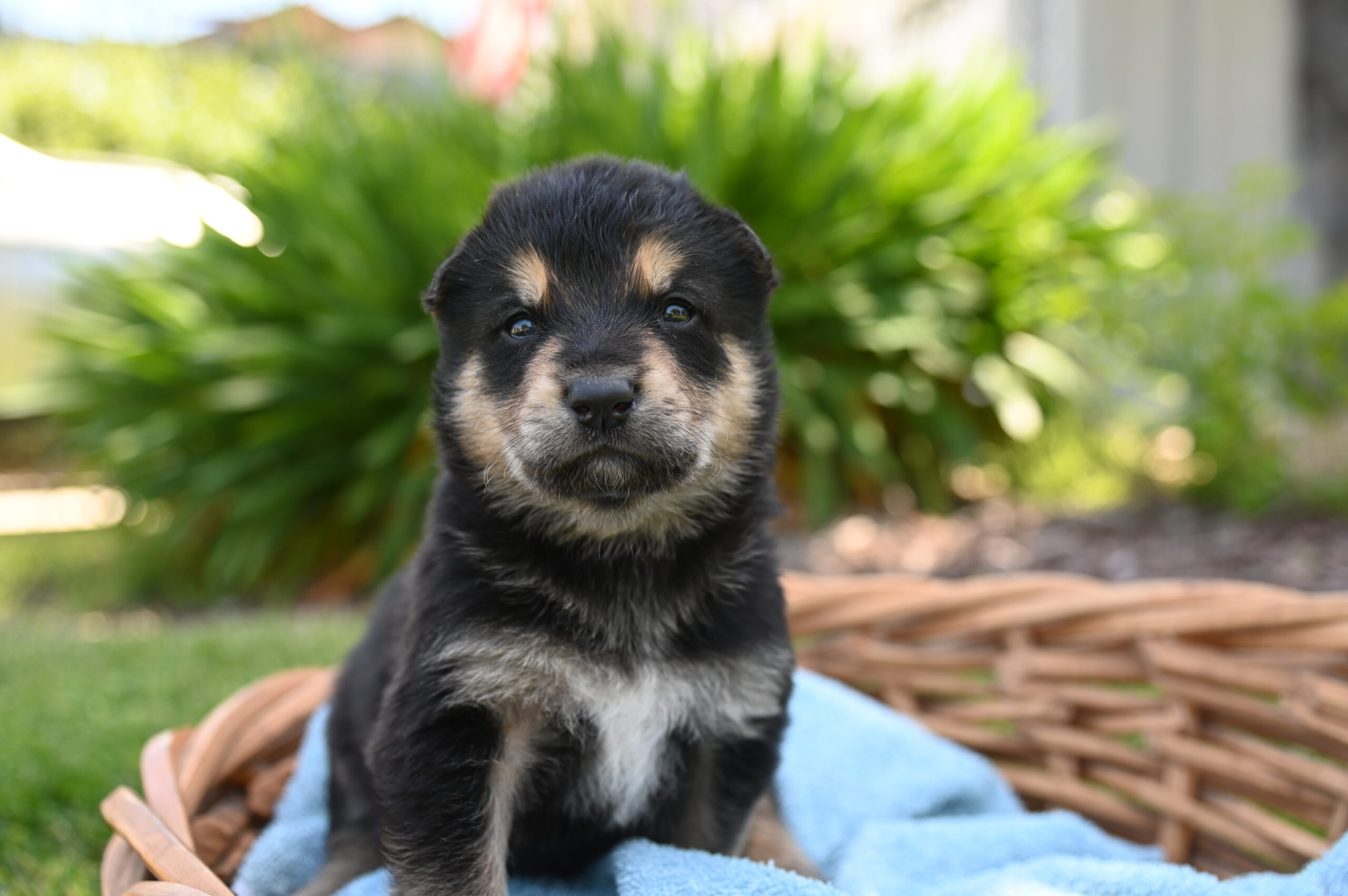 hree Days, Three Weeks, Three Months: Your New Dog’s Adjustment Journey