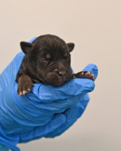 New Born Puppy in San Diego 
