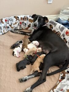 mom and her litter of babies 